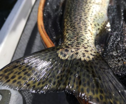 Mountain Top Cutties